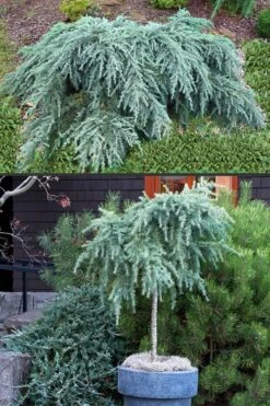 Feelin Blue Deodar Cedar (Single Trunk Tree Form) - 3 Gallon Pot 9 Feelin Blue Deodar Cedar (Single Trunk Tree Form) - 3 Gallon Pot -Garden Outdoor Plant Store Deodar Cedar Feelin Blue 500x750 1