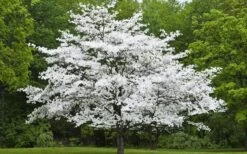 Jean's Appalachian Snow White Dogwood Tree - 3 Gallon Pot -Garden Outdoor Plant Store Dogwood Cherokee Princess 50 1