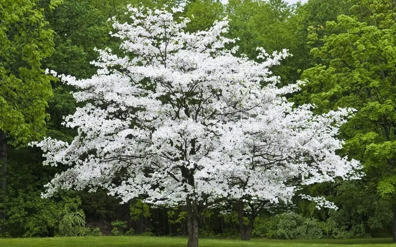 Cherokee Princess White Dogwood - 7 Gallon Pot (4-5') 6 Cherokee Princess White Dogwood - 7 Gallon Pot (4-5') - Image 4