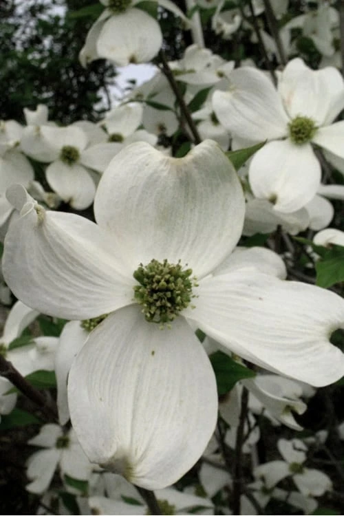 Jean's Appalachian Snow White Dogwood Tree - 7 Gallon Pot (4-5') 7 Jean's Appalachian Snow White Dogwood Tree - 7 Gallon Pot (4-5') - Image 6