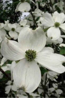 Jean's Appalachian Snow White Dogwood Tree - 7 Gallon Pot (5-6') -Garden Outdoor Plant Store Dogwood Cherokee Princess 500x750 3