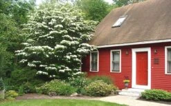 White Kousa Chinese Dogwood (Multi-Trunk) - 7 Gallon Pot (3-4') -Garden Outdoor Plant Store Dogwood Chinese White 1