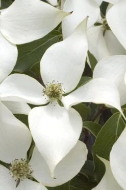 White Kousa Chinese Dogwood (Multi-Trunk) - 7 Gallon Pot (3-4') -Garden Outdoor Plant Store Dogwood Chinese White 15