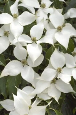 White Kousa Chinese Dogwood (Multi-Trunk) - 7 Gallon Pot (3-4') -Garden Outdoor Plant Store Dogwood Chinese White 16