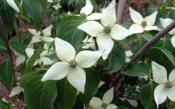 White Kousa Chinese Dogwood (Multi-Trunk) - 7 Gallon Pot (3-4') -Garden Outdoor Plant Store Dogwood Chinese White 2