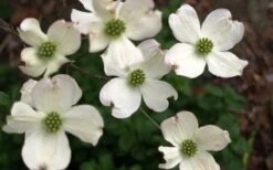 Cherokee Princess White Dogwood - 7 Gallon Pot (4-5') 11 Cherokee Princess White Dogwood - 7 Gallon Pot (4-5') -Garden Outdoor Plant Store Dogwood Chrokee Princess Flowers