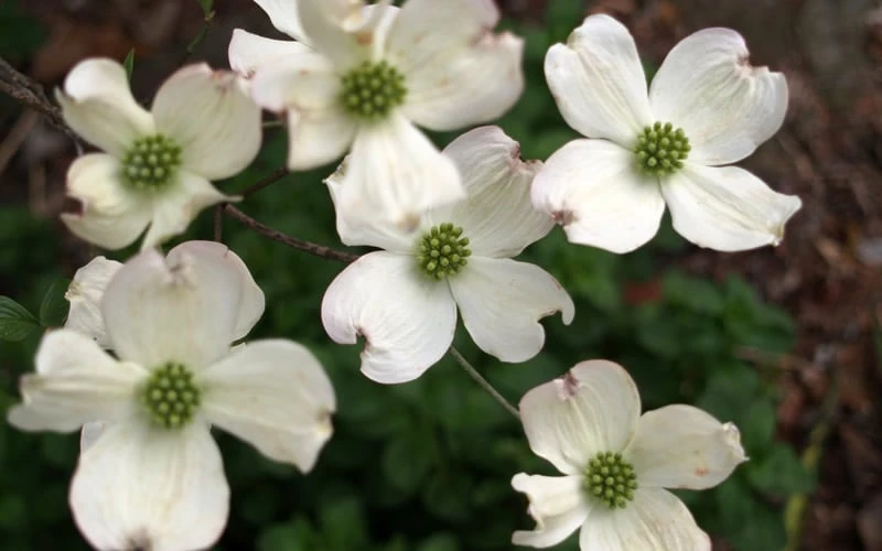 Cherokee Princess White Dogwood - 7 Gallon Pot (4-5') 7 Cherokee Princess White Dogwood - 7 Gallon Pot (4-5') - Image 5