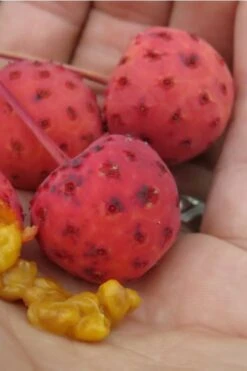 Scarlet Fire Dogwood - Cornus Kousa - 7 Gallon Pot (5-6') -Garden Outdoor Plant Store Dogwood Scarlet Fire 10