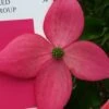 Scarlet Fire Dogwood - Cornus Kousa - 7 Gallon Pot (5-6') -Garden Outdoor Plant Store Dogwood Scarlet Fire 11