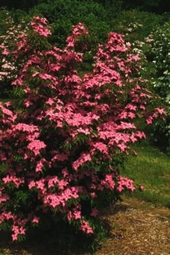 Scarlet Fire Dogwood - Cornus Kousa - 7 Gallon Pot (5-6') -Garden Outdoor Plant Store Dogwood Scarlet Fire 12