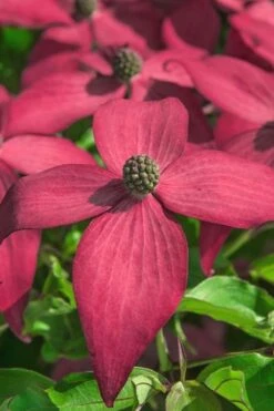 Scarlet Fire Dogwood - Cornus Kousa - 7 Gallon Pot (5-6') -Garden Outdoor Plant Store Dogwood Scarlet Fire 13