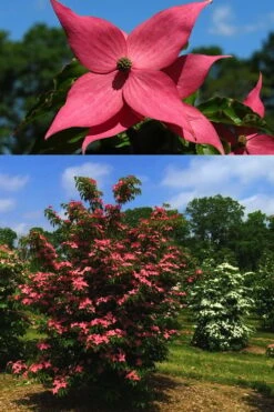 Scarlet Fire Dogwood - Cornus Kousa - 7 Gallon Pot (5-6') -Garden Outdoor Plant Store Dogwood Scarlet Fire 4