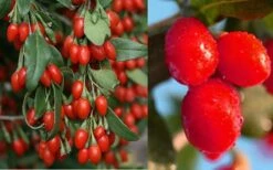 Goji Berry Plant - Lycium Barbarum - 1 Gallon Pot 9 Goji Berry Plant - Lycium Barbarum - 1 Gallon Pot -Garden Outdoor Plant Store Dynamite Goji Berry