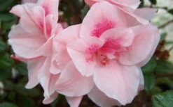 Autumn Belle Encore Azalea - 6 Pack Of 1 Gallon Pots -Garden Outdoor Plant Store Encore Azalea Autumn Belle