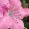 Autumn Debutante Encore Azalea - 1 Gallon 1 Autumn Debutante Encore Azalea - 1 Gallon -Garden Outdoor Plant Store Encore Azalea Autumn Debutante 500x750 1