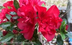 Autumn Fire Encore Azalea - 1 Gallon Pot 11 Autumn Fire Encore Azalea - 1 Gallon Pot -Garden Outdoor Plant Store Encore Azalea Autumn Fire 10