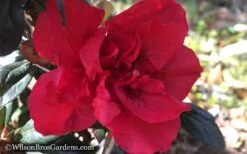 Autumn Fire Encore Azalea - 1 Gallon Pot 12 Autumn Fire Encore Azalea - 1 Gallon Pot -Garden Outdoor Plant Store Encore Azalea Autumn Fire WB