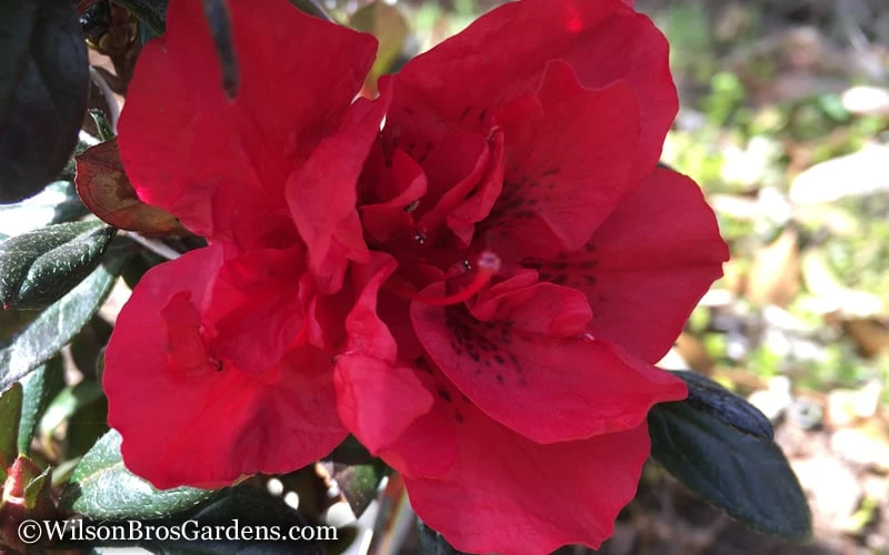 Autumn Fire Encore Azalea - 1 Gallon Pot 7 Autumn Fire Encore Azalea - 1 Gallon Pot - Image 5