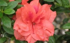 Autumn Monarch Encore Azalea - 2 Gallon Pot -Garden Outdoor Plant Store Encore Azalea Autumn Monarch 4 50