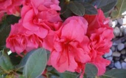 Autumn Rouge Encore Azalea - 1 Gallon Pot 11 Autumn Rouge Encore Azalea - 1 Gallon Pot -Garden Outdoor Plant Store Encore Azalea Autumn Rouge 5