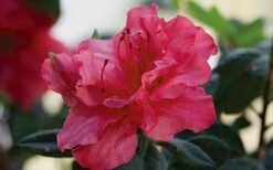 Autumn Rouge Encore Azalea - 1 Gallon Pot 10 Autumn Rouge Encore Azalea - 1 Gallon Pot -Garden Outdoor Plant Store Encore Azalea Autumn20Rouge