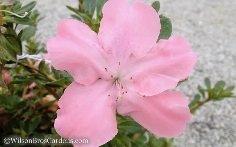 Autumn Debutante Encore Azalea - 1 Gallon 6 Autumn Debutante Encore Azalea - 1 Gallon - Image 4