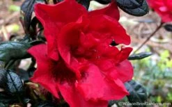 Autumn Fire Encore Azalea - 1 Gallon Pot 13 Autumn Fire Encore Azalea - 1 Gallon Pot -Garden Outdoor Plant Store Encore Azalea Fire