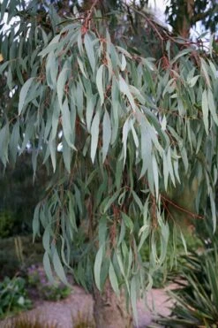 Angus Cold Hardy Eucalyptus Tree (Eucalyptus Nicholii) - Quart Pot -Garden Outdoor Plant Store Eucalyptus Angus 15 4