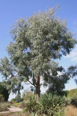 Angus Cold Hardy Eucalyptus Tree (Eucalyptus Nicholii) - 5 Gallon Pot 16 Angus Cold Hardy Eucalyptus Tree (Eucalyptus Nicholii) - 5 Gallon Pot -Garden Outdoor Plant Store Eucalyptus Angus 16 1