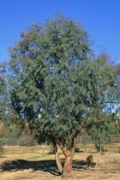 Angus Cold Hardy Eucalyptus Tree (Eucalyptus Nicholii) - 5 Gallon Pot 13 Angus Cold Hardy Eucalyptus Tree (Eucalyptus Nicholii) - 5 Gallon Pot -Garden Outdoor Plant Store Eucalyptus Angus 17 1