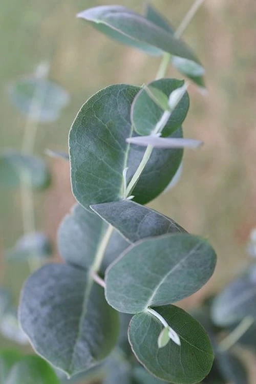 Big O Cold Hardy Eucalyptus Tree (Eucalyptus Neglecta) - 3 Gallon Pot 10 Big O Cold Hardy Eucalyptus Tree (Eucalyptus Neglecta) - 3 Gallon Pot - Image 8