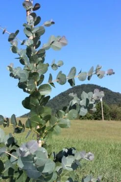 Big O Cold Hardy Eucalyptus Tree (Eucalyptus Neglecta) - 3 Gallon Pot 15 Big O Cold Hardy Eucalyptus Tree (Eucalyptus Neglecta) - 3 Gallon Pot -Garden Outdoor Plant Store Eucalyptus Big O Cold 2 500x750 8