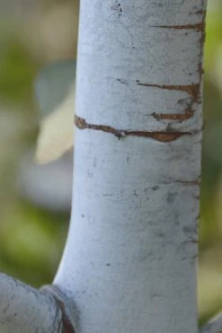 Bluey Cold Hardy Eucalyptus Tree (Eucalyptus Pulverulenta) - Quart Pot -Garden Outdoor Plant Store Eucalyptus Bluey 1
