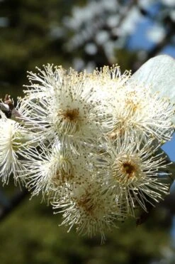 Bluey Cold Hardy Eucalyptus Tree (Eucalyptus Pulverulenta) - Quart Pot -Garden Outdoor Plant Store Eucalyptus Bluey 6