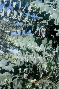 Bluey Cold Hardy Eucalyptus Tree (Eucalyptus Pulverulenta) - Quart Pot -Garden Outdoor Plant Store Eucalyptus Bluey 8