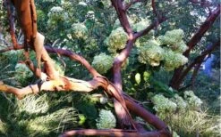 Funky Monkey Cold Hardy Eucalyptus Tree (Eucalyptus Parvula) - 5 Gallon Pot 13 Funky Monkey Cold Hardy Eucalyptus Tree (Eucalyptus Parvula) - 5 Gallon Pot -Garden Outdoor Plant Store Eucalyptus Funky Monkey Branches 6