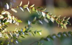 Funky Monkey Cold Hardy Eucalyptus Tree (Eucalyptus Parvula) - 3 Gallon Pot 14 Funky Monkey Cold Hardy Eucalyptus Tree (Eucalyptus Parvula) - 3 Gallon Pot -Garden Outdoor Plant Store Eucalyptus Funky Monkey Leaves 1