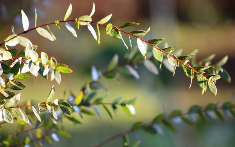 Funky Monkey Cold Hardy Eucalyptus Tree (Eucalyptus Parvula) - 3 Quart Pot 8 Funky Monkey Cold Hardy Eucalyptus Tree (Eucalyptus Parvula) - 3 Quart Pot - Image 6