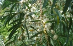 Funky Monkey Cold Hardy Eucalyptus Tree (Eucalyptus Parvula) - 2 Gallon Pot -Garden Outdoor Plant Store Eucalyptus Funky Monkey Leaves Mature 3