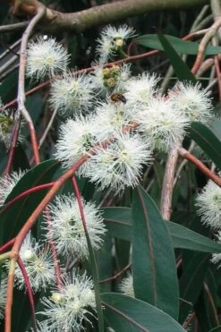 Jersey Girl Cold Hardy Eucalyptus Tree (Eucalyptus Macarthurii) - 3 Gallon Pot -Garden Outdoor Plant Store Eucalyptus Jersey Girl 1 2