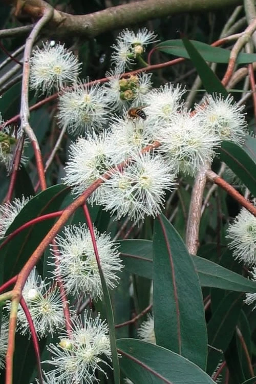 Jersey Girl Cold Hardy Eucalyptus Tree (Eucalyptus Macarthurii) - 2 Gallon Pot 11 Jersey Girl Cold Hardy Eucalyptus Tree (Eucalyptus Macarthurii) - 2 Gallon Pot - Image 9