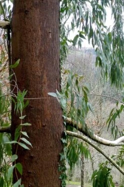 Jersey Girl Cold Hardy Eucalyptus Tree (Eucalyptus Macarthurii) - 3 Quart Pot -Garden Outdoor Plant Store Eucalyptus Jersey Girl 2