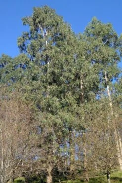 Jersey Girl Cold Hardy Eucalyptus Tree (Eucalyptus Macarthurii) - 3 Quart Pot -Garden Outdoor Plant Store Eucalyptus Jersey Girl 3