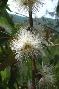 Jersey Girl Cold Hardy Eucalyptus Tree (Eucalyptus Macarthurii) - 1 Gallon Pot -Garden Outdoor Plant Store Eucalyptus Jersey Girl 4 3