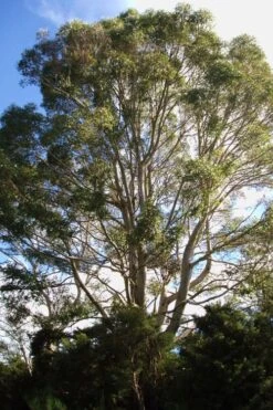 Jersey Girl Cold Hardy Eucalyptus Tree (Eucalyptus Macarthurii) - 1 Gallon Pot -Garden Outdoor Plant Store Eucalyptus Jersey Girl 6 3