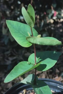 Jersey Girl Cold Hardy Eucalyptus Tree (Eucalyptus Macarthurii) - 6 Pack Of 1 Gallon Pots -Garden Outdoor Plant Store Eucalyptus Jersey Girl 7 1