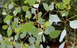 Lucky Country Cold Hardy Eucalyptus Tree (Eucalyptus Camphora) - Quart Pot 12 Lucky Country Cold Hardy Eucalyptus Tree (Eucalyptus Camphora) - Quart Pot -Garden Outdoor Plant Store Eucalyptus Lucky Country 1 3