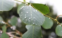 Lucky Country Cold Hardy Eucalyptus Tree (Eucalyptus Camphora) - Quart Pot 13 Lucky Country Cold Hardy Eucalyptus Tree (Eucalyptus Camphora) - Quart Pot -Garden Outdoor Plant Store Eucalyptus Lucky Country 2 3