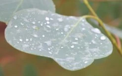 Lucky Country Cold Hardy Eucalyptus Tree (Eucalyptus Camphora) - 5 Gallon Pot 14 Lucky Country Cold Hardy Eucalyptus Tree (Eucalyptus Camphora) - 5 Gallon Pot -Garden Outdoor Plant Store Eucalyptus Lucky Country 3