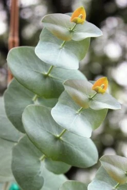 Luna Cold Hardy Eucalyptus Tree (Eucalyptus Perriniana) - 3 Gallon Pot -Garden Outdoor Plant Store Eucalyptus Luna 1 3